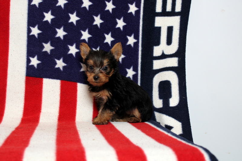 puppy, for, sale, Yorkshire Terrier, Matthew B. Stoltzfus, dog, breeder, Gap, PA, dog-breeder, puppy-for-sale, forsale, nearby, find, puppyfind, locator, puppylocator, aca
